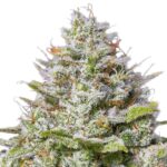 Barney's Farm Blue Gelato 41 (confezione da 3 semi) Barneys Farm Blue Gelato 41 3 seeds pack