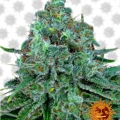 Barney's Farm Critical Kush (confezione 5 semi)