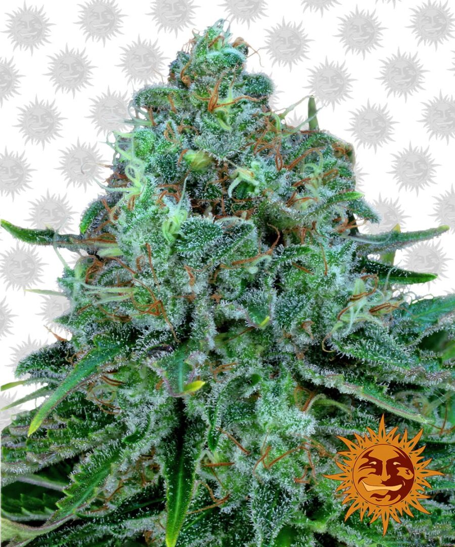 Barney's Farm Critical Kush (confezione 5 semi)