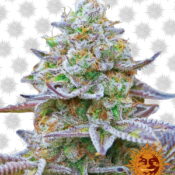 Barney's Farm Gorilla Skittelz (confezione 3 semi)