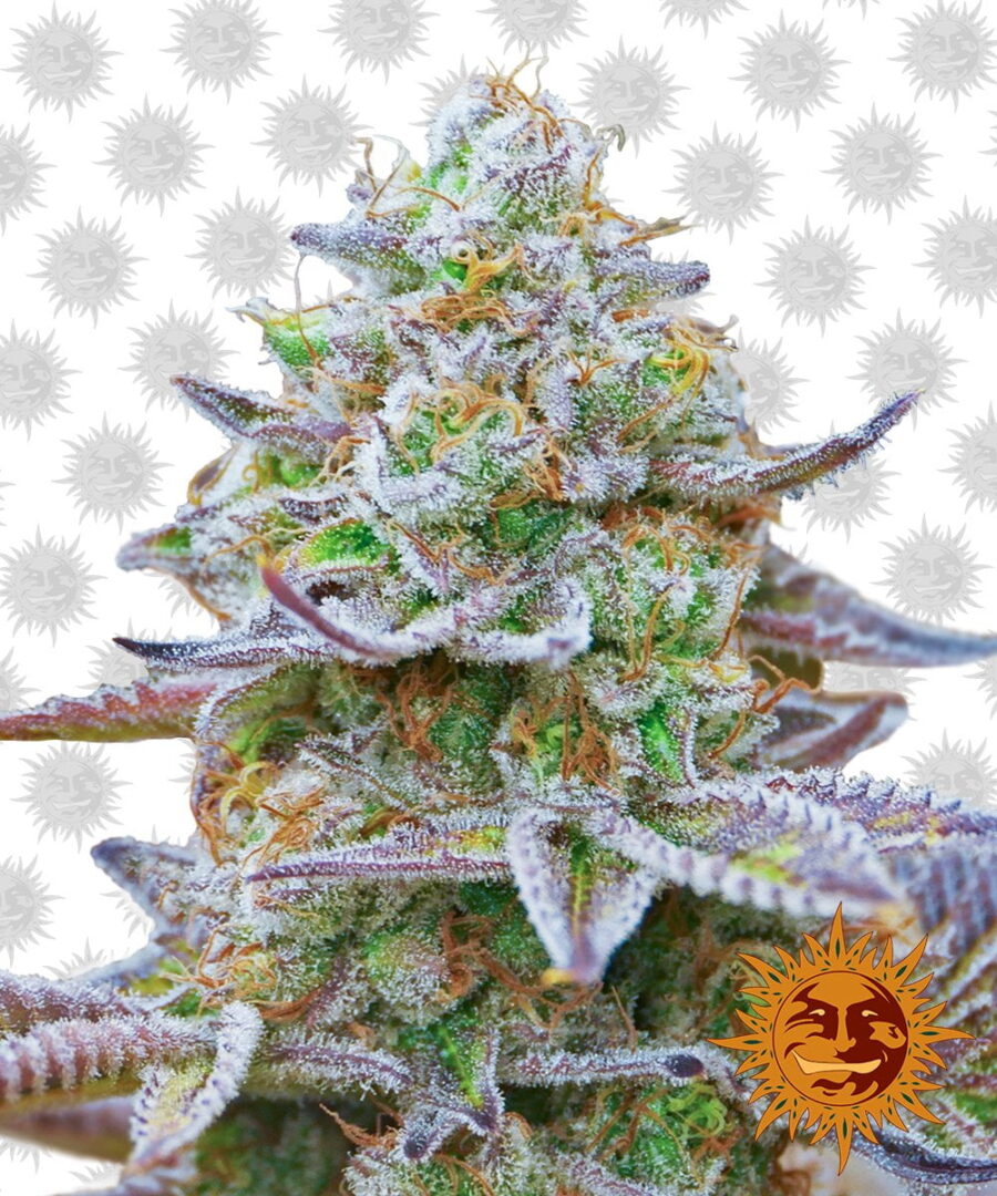 Barney's Farm Gorilla Skittelz (confezione 3 semi)