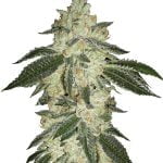 Fast Buds - Green Crack Automatic (3seeds/pack)