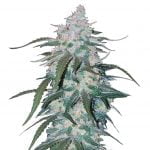 Fast Buds - Pineapple Express Automatic (5seeds/pack)