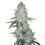 Fast Buds - Gorilla Glue Automatic (5seeds/pack)