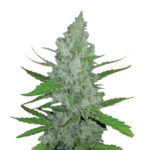 Narcos Grieselda White Widow Femminizzati (confezione 3 semi)