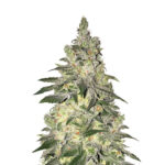 Narcos Kingping Kush Femminizzati (confezione 3 semi)