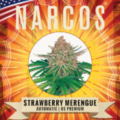 Narcos Strawberry Merengue Autoflowering (3 Samen Packung)