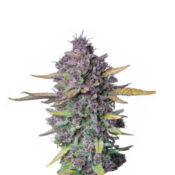 Narcos Sueño Purple Punch Autofiorenti (confezione 3 semi)