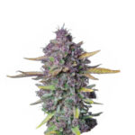 Narcos Sueño Purple Punch Autofiorenti (confezione 5 semi)