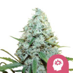 Royal Queen Seeds AMG semi di cannabis femminizzati (confezione 3 semi)