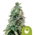 Royal Queen Seeds Amnesia Haze Auto semi di cannabis autofiorenti (confezione 5 semi)