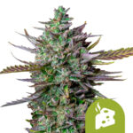 Royal Queen Seeds Blue Cheese Auto semi di cannabis autofiorenti (confezione 5 semi)