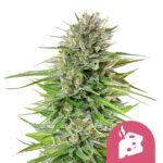 Royal Queen Seeds Blue Cheese semi di cannabis femminizzati (confezione 3 semi)