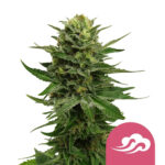 Royal Queen Seeds Blue Mystic semi di cannabis femminizzati (confezione 3 semi)