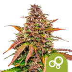 Royal Queen Seeds Bubblekush Auto semi di cannabis autofiorenti (confezione 5 semi)