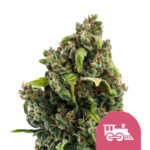 Royal Queen Seeds Candy Kush Express semi di cannabis femminizzati (confezione 3 semi)