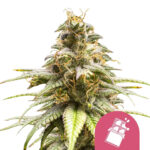 Royal Queen Seeds Chocolate Haze semi di cannabis femminizzati (confezione 3 semi)