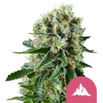 Royal Queen Seeds Critical Kush semi di cannabis femminizzati (confezione 3 semi)