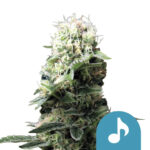 Royal Queen Seeds Dance World CBD semi di cannabis (confezione 5 semi)