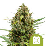 Royal Queen Seeds Diesel Auto semi di cannabis autofiorenti (confezione 5 semi)