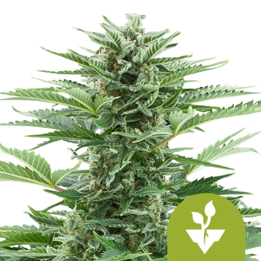 Royal Queen Seeds Easy Bud semi di cannabis autofiorenti (confezione 3 semi)