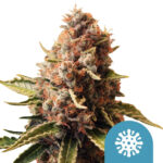 Royal Queen Seeds Euphoria CBD semi di cannabis (confezione 5 semi)