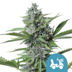 Royal Queen Seeds Fast Eddy Auto CBD semi di cannabis (confezione 5 semi)