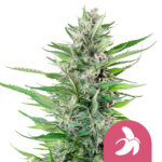 Royal Queen Seeds Fat Banana semi di cannabis femminizzati (confezione 5 semi)