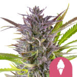 Royal Queen Seeds Green Gelato semi di cannabis femminizzati (confezione 5 semi)