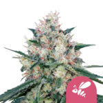 Royal Queen Seeds Honey Cream semi di cannabis femminizzati (confezione 3 semi)