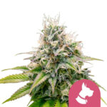 Royal Queen Seeds Kali Dog semi di cannabis femminizzati (confezione 3 semi)