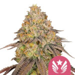 Royal Queen Seeds Legendary Punch semi di cannabis femminizzati (confezione 5 semi)