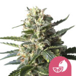 Royal Queen Seeds Lemon Shining Silver Haze semi di cannabis femminizzati (confezione 3 semi)