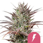 Royal Queen Seeds North Tunderfuck semi di cannabis femminizzati (confezione 3 semi)