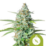 Royal Queen Seeds Northern Light Auto semi di cannabis autofiorenti (confezione 5 semi)