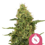 Royal Queen Seeds Northern Light semi di cannabis femminizzati (confezione 3 semi)