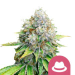 Royal Queen Seeds O.G. Kush semi di cannabis femminizzati (confezione 3 semi)