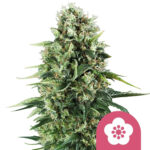 Royal Queen Seeds Power Flower semi di cannabis femminizzati (confezione 3 semi)