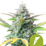 Royal Queen Seeds Quick One semi di cannabis autofiorenti (confezione 5 semi)