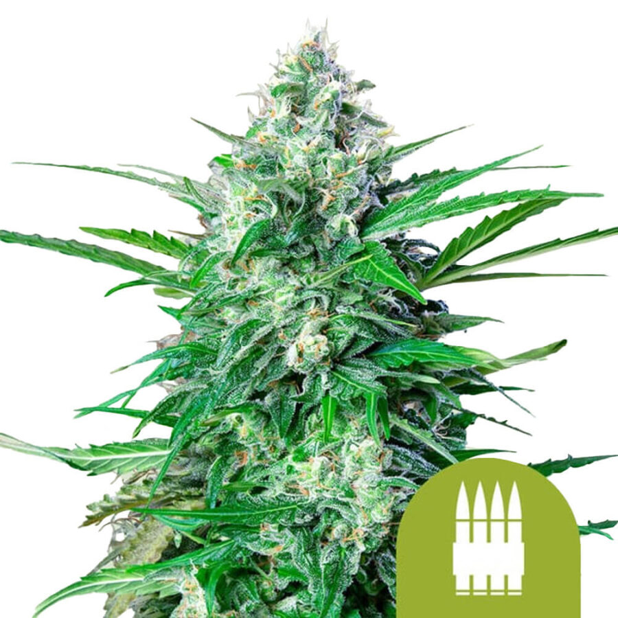 Royal Queen Seeds Royal AK Auto semi di cannabis autofiorenti (confezione 5 semi)