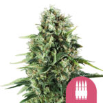 Royal Queen Seeds Royal AK semi di cannabis femminizzati (confezione 3 semi)