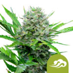 Royal Queen Seeds Royal Bluematic semi di cannabis autofiorenti (confezione 5 semi)