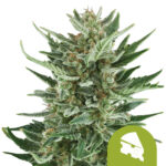 Royal Queen Seeds Royal Cheese Auto semi di cannabis autofiorenti (confezione 5 semi)