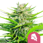 Royal Queen Seeds Royal Cheese semi di cannabis femminizzati (confezione 3 semi)