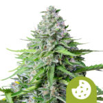 Royal Queen Seeds Royal cookies semi di cannabis autofiorenti (confezione 5 semi)