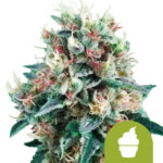 Royal Queen Seeds Royal Creamatic semi di cannabis autofiorenti (confezione 5 semi)