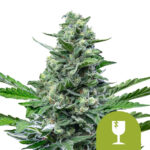 Royal Queen Seeds Royal Critical Auto semi di cannabis autofiorenti (confezione 5 semi)