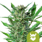 Royal Queen Seeds Royal Dwarf semi di cannabis autofiorenti (confezione 5 semi)