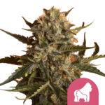 Royal Queen Seeds Royal Madre semi di cannabis femminizzati (confezione 3 semi)