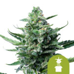 Royal Queen Seeds Royal Jack Auto semi di cannabis autofiorenti (confezione 5 semi)